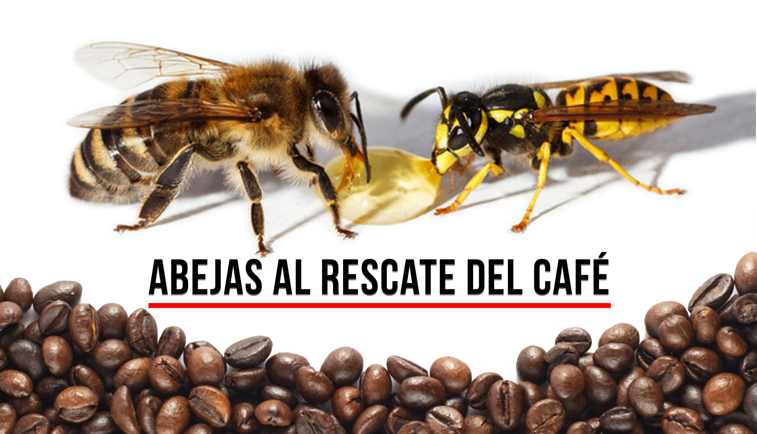 La Gaceta del Buen Café abril 2018